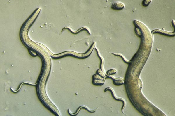 Представитель Семейства Physalopteridae